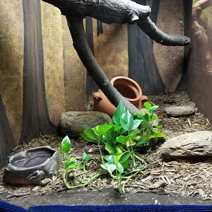 Catoctin Wildlife Preserve - Indochinese Spitting Viper exhibit (snake in pot)