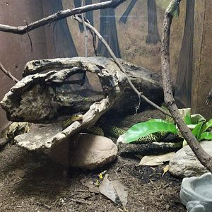 Catoctin Wildlife Preserve - Samar Cobra