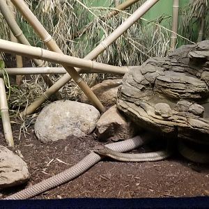 Catoctin Wildlife Preserve - King Cobra