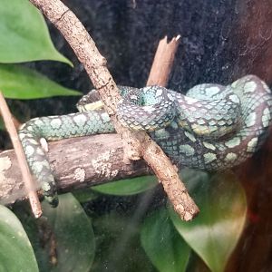 Catoctin Wildlife Preserve - Sri Lankan Pit Viper