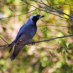 Black-faced Cuckoo-shrike (Coracina novaehollandiae)