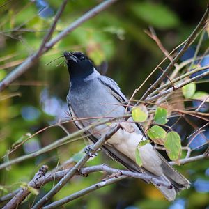 Black-faced Cuckoo-shrike (Coracina novaehollandiae)