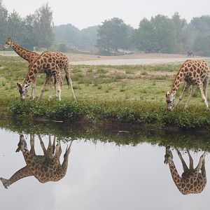 Nubian(?) giraffes