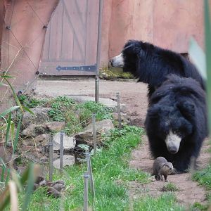 Sloth bears and Asian small-clawed otters