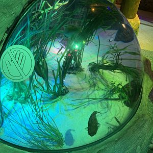 Oct. 2020- Bubble tank