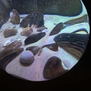 Oct. 2020- Freshwater clams