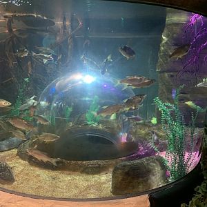 Oct. 2020- Various freshwater fish