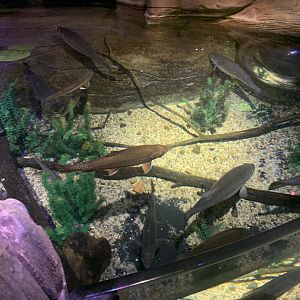 Oct. 2020- Various freshwater fish