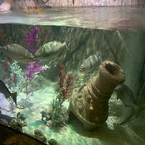 Oct. 2020- Bermuda chub