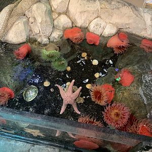 Oct. 2020- Part of touch tank
