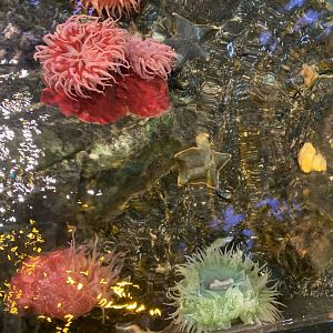 Oct. 2020- Various anemones