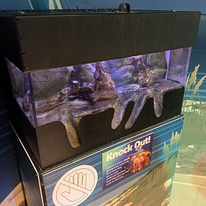 Oct. 2020- Mantis shrimp tank