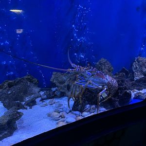 Oct 2020- Spiny lobster