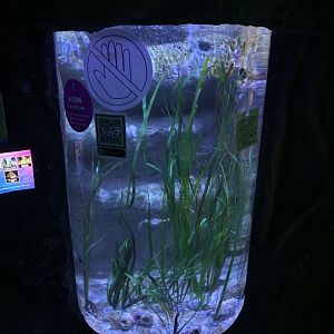 Oct 2020- Seahorse tank