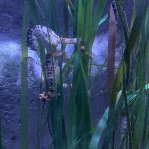 Oct 2020- Potbelly seahorse