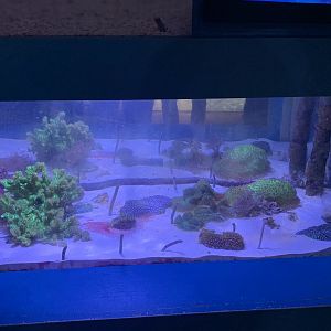 Oct 2020- Garden eel tank