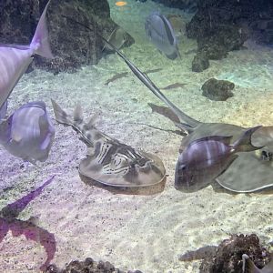 Oct 2020- Various fish