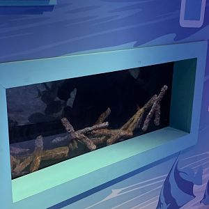 Oct 2020- Shark nursery tank
