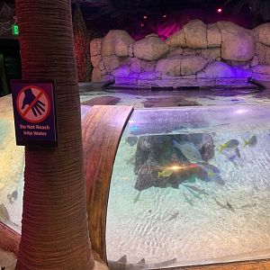 Oct 2020- Main stingray tank