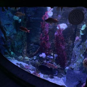 Oct 2020- Shipwreck tank