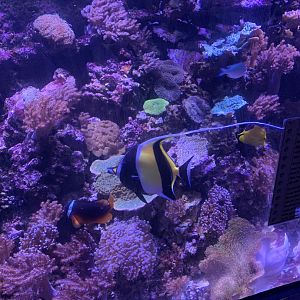 Oct 2020- Moorish idol and Tomato clownfish