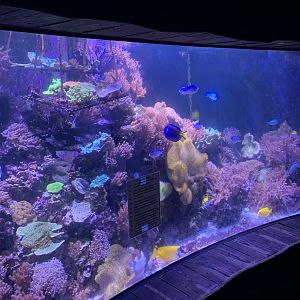 Oct 2020- Coral reef tank