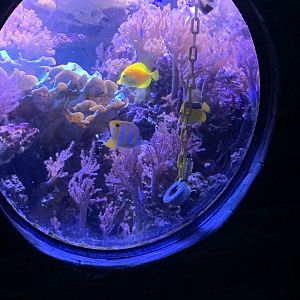 Oct 2020- Coral reef tank back window.
