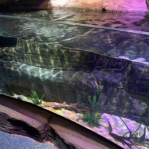 Oct 2020- Freshwater stream tank