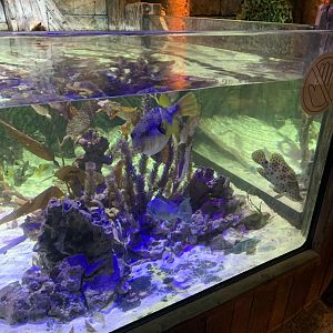 Oct 2020- Harbor tank