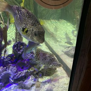 Oct 2020- White-spotted puffer, Humpback grouper, and Blue parrotfish