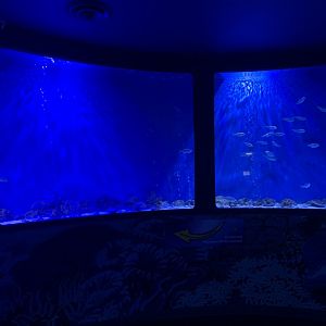 Oct 2020- Shoaling ring tank