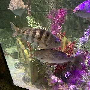 Oct 2020- Sheepshead and Bermuda chub