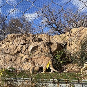 Large cats- cougar exhibit