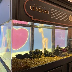 Giraffe building- west African lungfish exhibit