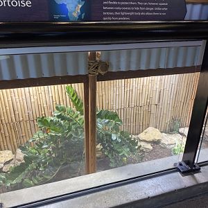Giraffe building- African pancake tortoise & girdle-tailed lizard exhibit
