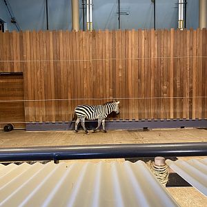 giraffe building- grants zebra & ostrich indoor exhibit.