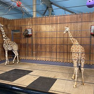 Giraffe building- reticulated (hybrid) giraffe indoor exhibit