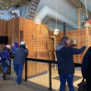 Giraffe building- reticulated (hybrid) giraffe indoor exhibit