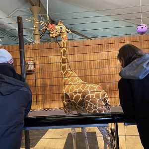 Giraffe building- reticulated (hybrid) giraffe