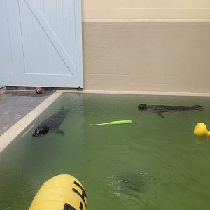 Aquatics building- renovated harbor seal “quarantine pool”