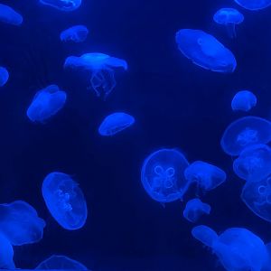 Oct 2020- Moon jellies