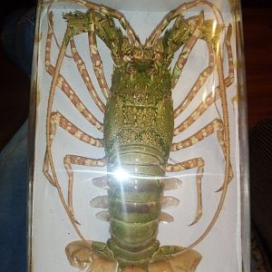 Spiny lobster specimen ID