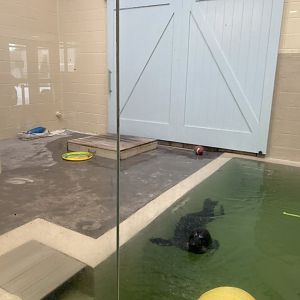 Aquatics building- renovated harbor seal “quarantine pool”