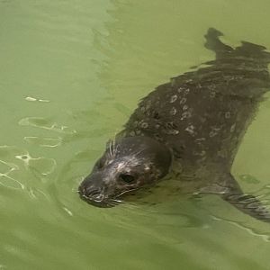 Aquatics building- harbor seal