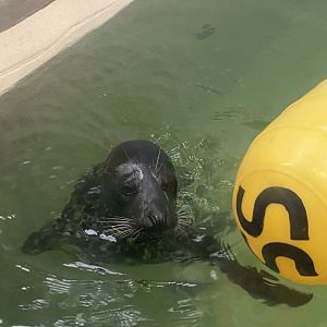 Aquatics building- harbor seal