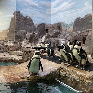Aquatics building- African penguins