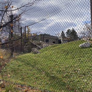 Gorilla forest- gorilla exhibit #2