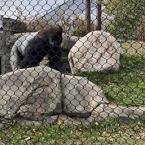 Gorilla forest- silverback gorilla