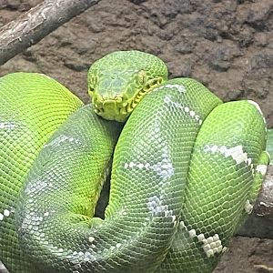 Tropical encounters- emerald tree boa