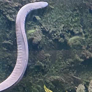 Tropical encounters- caecilian